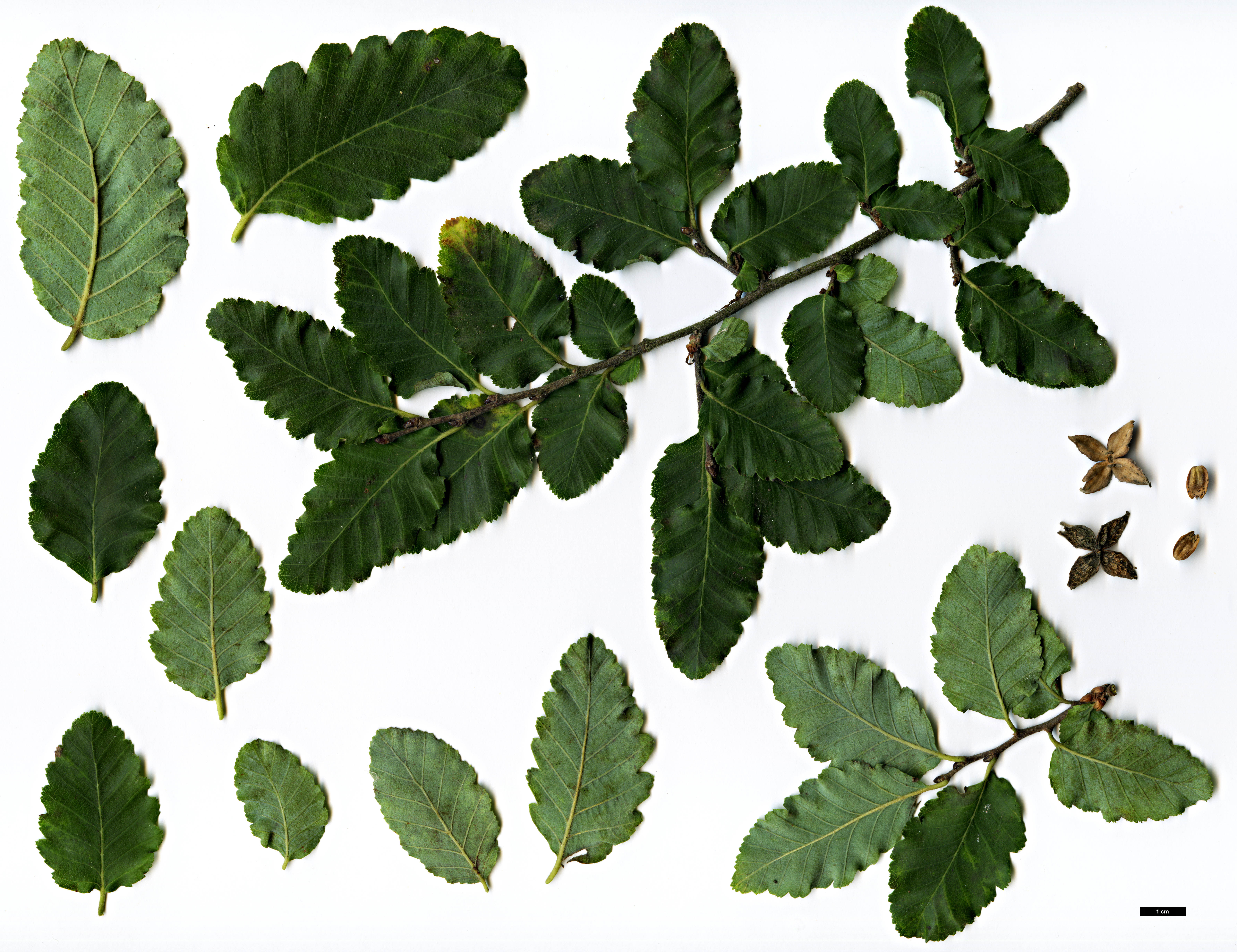 High resolution image: Family: Nothofagaceae - Genus: Nothofagus - Taxon: ×leonii (N.glauca × N.obliqua)